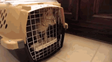 cat newhome carrier babysteps