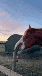 a brown and white horse standing next to a fence in a field .