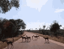 Deer Crossing Road غزال GIF