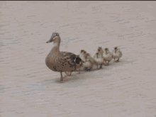 Windy Day For The Ducks GIF - Ducks Wind Toppling GIFs