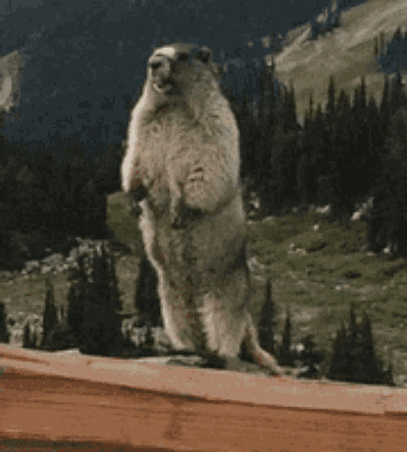 Groundhog Marmot GIF - Groundhog Marmot Marmot No GIFs