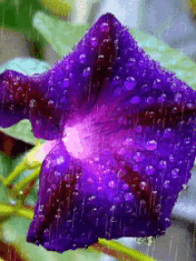 morning glory flower rain nature