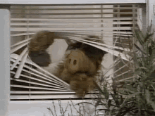 Alf Blinds GIF - Alf Blinds Whats That Over There GIFs
