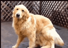 2for1 Dogs GIF - 2for1 Dogs Sitting GIFs