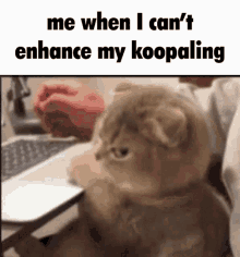 Koopaling Enhance GIF - Koopaling Enhance Cat GIFs
