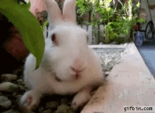 Animals Bunny GIF - Animals Bunny GIFs