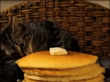 Cats Pancake GIF