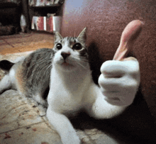 a cat laying down giving a thumbs up