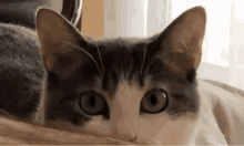 Odile Cute GIF - Odile Cute Cat GIFs