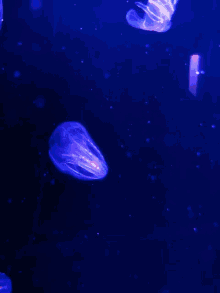 Jellyfish Underwater GIF - Jellyfish Underwater See GIFs