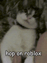 Roblox Hop On Roblox GIF - Roblox Hop On Roblox Cat GIFs