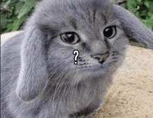 a gray cat with a question mark on it 's face