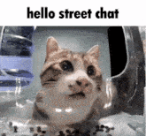 a cat in a plastic container with the words hello street chat on the bottom