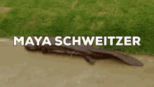 Maya Japanese Salamander GIF - Maya Japanese Salamander GIFs