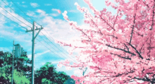 cherry blossoms flower sakura sky landscape