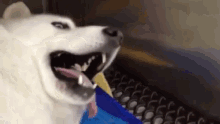 Looks A Bit Tired GIF - Dog Tongue Aw Aw GIFs