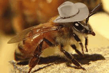 Texas Bee GIF - Texas Bee GIFs