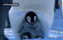 Penguin Day.Gif GIF - Penguin Day Wishes Baby Penguin GIFs