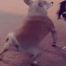 a dog is standing on its hind legs wearing a red shirt