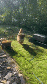 Doge Leonberger GIF - Doge Leonberger Flee GIFs