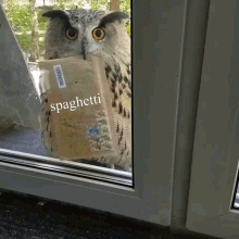 Owlspaghetti GIF - Owlspaghetti GIFs