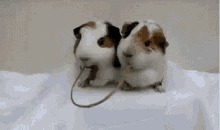 Love You Hamster GIF - Love You Hamster Sharing GIFs