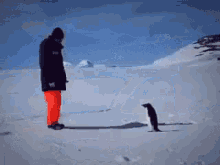 Penguin Attack GIF - Penguin Attack Salty GIFs