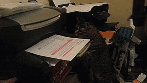 Office Cat GIF - Office Cat Printer - Discover & Share GIFs
