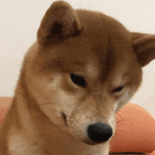 a close up of a brown dog 's face with a white background