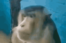 Monkey Meme GIF - Monkey Meme Face GIFs