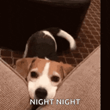 a brown and white dog is laying on top of a couch and looking at the camera .
