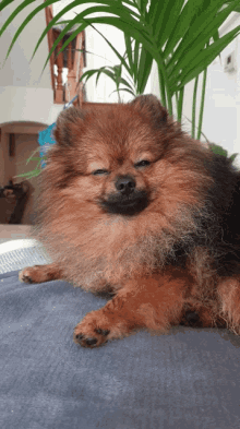 Pomeranian Cute GIF - Pomeranian Cute Sweet Dog GIFs