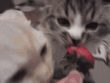 Cat Strawberry GIF - Cat Strawberry GIFs
