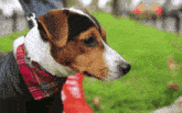 Jack Russell Terrier Terijer GIF - Jack Russell Terrier Terijer Terrier GIFs