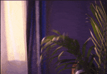 a purple wall with a window and a plant in front of it