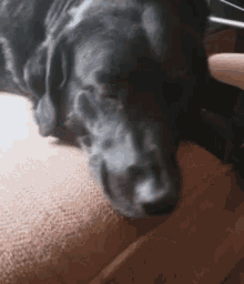 a black dog is laying on a couch with its head on the couch cushion .