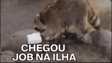 a raccoon drinking from a bottle with the words chegou job na ilha written on the bottom