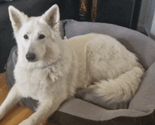 a white dog laying in a dog bed with a bottle of wine in the background