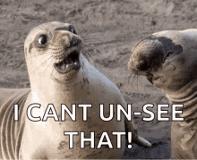 Shocked Seal GIF - Shocked Seal Omg GIFs