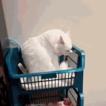 Gato Se Lavando Pets Da Lets GIF