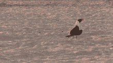 Lol Bird GIF - Lol Bird Laser GIFs