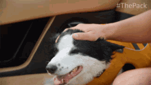 Pet Ace GIF - Pet Ace The Pack GIFs