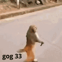 gog33 gog 33 monke