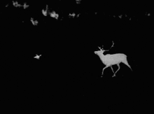 Deer Running GIF - Deer Running Black GIFs
