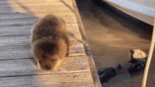 Otter Get GIF - Otter Get Up GIFs