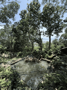 a group of people are swimming in a pool surrounded by trees and ferns
