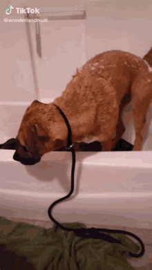 Sad Bath Sad Dog GIF - Sad Bath Sad Dog Dog Bath GIFs