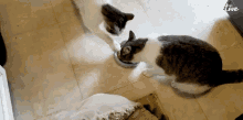 Feeding The Pet Collective GIF - Feeding The Pet Collective Thats Mine GIFs