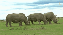 Eating White Rhinos Are Nearly Extinct GIF - Eating White Rhinos Are Nearly Extinct But This Test Tube Embryo May Help Save Them GIFs