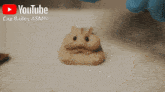 a youtube advertisement for cap bailey asmr features a hamster